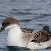 Great shearwater. Adult on water. Off Cape of Good Hope, South Africa, October 2015. Image &copy; Geoff de Lisle by Geoff de Lisle