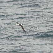 Great shearwater. In flight with black-browed mollymawk. South-west Atlantic Ocean (43 degrees south), 58 degrees west, December 2008. Image &copy; Alan Tennyson by Alan Tennyson