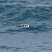 Great shearwater. Adult in flight. South Atlantic Ocean (43 degrees south 58 degrees west), December 2008. Image &copy; Alan Tennyson by Alan Tennyson