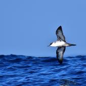 Great shearwater. Adult in flight, ventral view. Off Saint Jean de Luz, France, October 2019. Image &copy; Cyril Vathelet by Cyril Vathelet