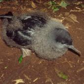 Sooty shearwater. Large chick on colony surface at night. Rangatira Island, Chatham Islands, May 2001. Image &copy; Colin Miskelly by Colin Miskelly