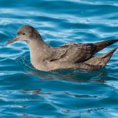 Sooty shearwater. Adult on water. Kaikoura pelagic, May 2015. Image &copy; Les Feasey by Les Feasey