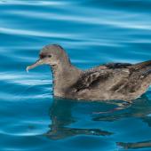Sooty shearwater | Tītī. Adult on water. Kaikoura pelagic, May 2015. Image &copy; Les Feasey by Les Feasey