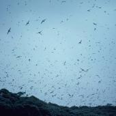 Sooty shearwater | Tītī. Adults returning en masse to breeding colony at dusk. Snares Islands, February 1984. Image &copy; Colin Miskelly by Colin Miskelly