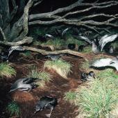 Sooty shearwater. Adults departing breeding colony at dawn. Snares Islands, November 1987. Image &copy; Colin Miskelly by Colin Miskelly