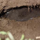 Sooty shearwater. Chick in burrow. Motunau Island, February 2005. Image &copy; Anita Spencer by Anita Spencer