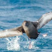 Sooty shearwater. Adult about to land on the sea. At sea off Stewart Island, April 2018. Image &copy; George Hobson by George Hobson www.instagram.com/hobson_george/