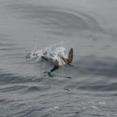 Sooty shearwater. Adult diving. At sea off the Auckland Islands, January 2013. Image &copy; Leon Berard by Leon Berard