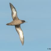 Sooty shearwater. Adult in flight, ventral view. At sea off Dunedin, April 2017. Image &copy; Matthias Dehling by Matthias Dehling