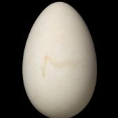 Sooty shearwater. Egg 74.2 x 47.2 mm (NMNZ OR.024496, collected by Don Merton). Rangatira Island, Chatham Islands, December 1988. Image &copy; Te Papa by Jean-Claude Stahl
