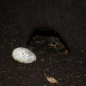 Sooty shearwater | Tītī. Egg and burrow entrance. Putauhinu Island, Stewart Island, March 2012. Image &copy; Colin Miskelly by Colin Miskelly