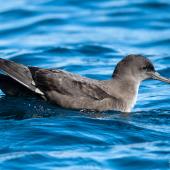 Sooty shearwater | Tītī. Adult on sea surface. The Petrel Station pelagic offshore from Tutukaka, October 2023. Image &copy; Scott Brooks, www.thepetrelstation.nz by Scott Brooks