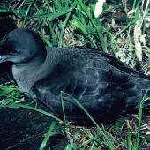 Sooty shearwater. Adult on ground. Mangere Island, January 1988. Image &copy; Alan Tennyson by Alan Tennyson