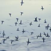 Sooty shearwater | Tītī. Flock in flight at sea. Snares Islands, January 1986. Image &copy; Alan Tennyson by Alan Tennyson