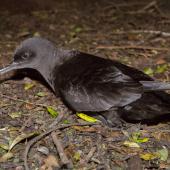 Sooty shearwater. Adult on the ground. Stephens Island, January 2013. Image &copy; Sabine Bernert by Sabine Bernert www.sabinebernert.fr