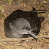 Sooty shearwater. Adult at breeding colony. Rangatira Island, Chatham Islands, October 2020. Image &copy; James Russell by James Russell