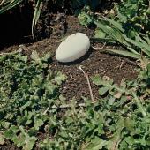 Sooty shearwater. Egg outside burrow entrance. Mangere Island, Chatham Islands, August 1979. Image &copy; Department of Conservation (image ref: 10043409) Courtesy of Department of Conservation