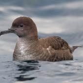 Short-tailed shearwater. Adult. Offshore Kaikoura, April 2019. Image &copy; Rob Lynch by Rob Lynch www.roblynchphoto.smugmug.com