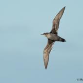 Short-tailed shearwater. Adult in flight, ventral view. At sea off Dunedin, May 2017. Image &copy; Matthias Dehling by Matthias Dehling