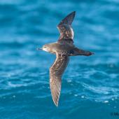 Short-tailed shearwater. Adult in flight, dorsal view. At sea off Dunedin, May 2017. Image &copy; Matthias Dehling by Matthias Dehling