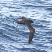 Short-tailed shearwater. Dorsal flight view of upperwing. At sea off Whangaroa, January 2012. Image &copy; Detlef Davies by Detlef Davies