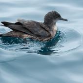 Short-tailed shearwater. Adult swimming. Rangaunu Bay, January 2017. Image &copy; Les Feasey by Les Feasey