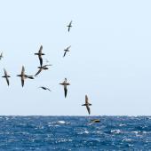 Short-tailed shearwater. Migrating flock. The Petrel Station pelagic offshore from Tutukaka, November 2023. Image &copy; Scott Brooks, www.thepetrelstation.nz by Scott Brooks
