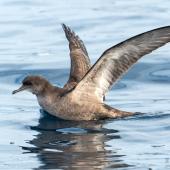 Short-tailed shearwater. Adult on sea surface with wings raised. The Petrel Station pelagic offshore from Tutukaka, December 2023. Image &copy; Scott Brooks, www.thepetrelstation.nz by Scott Brooks