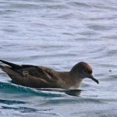 Short-tailed shearwater. Bird on water showing high forehead. Off Kaikoura, March 2010. Image &copy; Peter Frost by Peter Frost