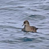 Short-tailed shearwater. Front view showing high forehead. Off Kaikoura, March 2010. Image &copy; Peter Frost by Peter Frost