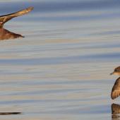 Short-tailed shearwater. In flight (right) with sooty shearwater (left) showing underwings. Cook Strait, April 2017. Image &copy; Phil Battley by Phil Battley