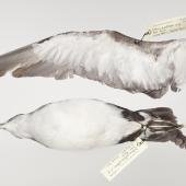 Manx shearwater. Beach-wrecked specimen. Third New Zealand record. Specimen registration no. OR.027328; image no. MA_I294994. Otaki Beach, July 2002. Image &copy; Te Papa See Te Papa website: http://collections.tepapa.govt.nz/objectdetails.aspx?irn=1232151&amp;term=OR.027328