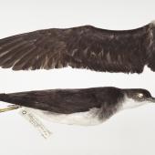 Manx shearwater. Beach-wrecked specimen. First New Zealand record. Specimen registration no. OR.017024; image no. MA_I295004. Pukerua Bay, June 1972. Image &copy; Te Papa See Te Papa website: http://collections.tepapa.govt.nz/objectdetails.aspx?irn=501623&amp;term=OR.017024