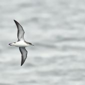 Manx shearwater. Adult in flight. Off the Isle of Mull, Scotland, June 2019. Image &copy; Cyril Vathelet by Cyril Vathelet