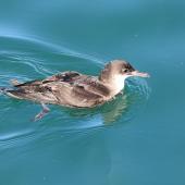 Fluttering shearwater. Adult feeding. Wellington Harbour, September 2019. Image &copy; Paul Le Roy by Paul Le Roy