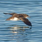 Fluttering shearwater | Pakahā. Adult in flight, dorsal. Queen Charlotte Sound, May 2018. Image &copy; Rob Lynch by Rob Lynch www.roblynchphoto.smugmug.com