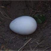 Fluttering shearwater. Fresh egg. Mana Island, October 2012. Image &copy; Colin Miskelly by Colin Miskelly