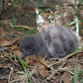 Fluttering shearwater. Chick. Mana Island, November 2012. Image &copy; Colin Miskelly by Colin Miskelly