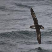 Fluttering shearwater | Pakahā. Individual with leucism. Aramoana Mole,  Dunedin, February 2022. Image &copy; Oscar Thomas by Oscar Thomas www.oscarthomas.nz
