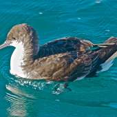 Fluttering shearwater | Pakahā. On water after diving. Bay of Islands, July 2011. Image &copy; Les Feasey by Les Feasey