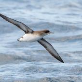 Fluttering shearwater | Pakahā. Adult in flight, ventral. The Petrel Station pelagic offshore from Tutukaka, October 2023. Image &copy; Scott Brooks, www.thepetrelstation.nz by Scott Brooks