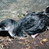 Fluttering shearwater. Adult on ground. Stack north of Stanley Island, July 1987. Image &copy; Alan Tennyson by Alan Tennyson