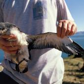 Fluttering shearwater | Pakahā. Chick ready to fledge showing underwing. Maud Island, January 1995. Image &copy; Alan Tennyson by Alan Tennyson