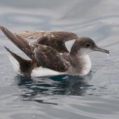 Fluttering shearwater. Adult on water with wings raised. Hauraki Gulf, January 2012. Image &copy; Philip Griffin by Philip Griffin