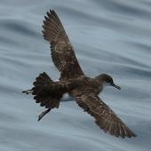 Fluttering shearwater. Dorsal view of adult in flight. At sea off Whangaroa Harbour, December 2012. Image &copy; Phil Palmer by Phil Palmer