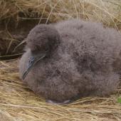Fluttering shearwater. Chick. Mana Island, December 2010. Image &copy; Colin Miskelly by Colin Miskelly