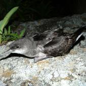 Fluttering shearwater. Adult on ground at night. Aorangi Island, Poor Knights Islands, December 2011. Image &copy; Alan Tennyson by Alan Tennyson