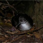 Fluttering shearwater | Pakahā. Adult showing webbing. Taranga / Hen Island, December 2010. Image &copy; Colin Miskelly by Colin Miskelly
