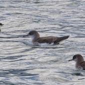Fluttering shearwater. Three adults on the sea. Marlborough Sounds, August 2017. Image &copy; Rebecca Bowater by Rebecca Bowater FPSNZ AFIAP www.floraandfauna.co.nz