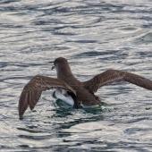 Fluttering shearwater. Adult taking off. Marlborough Sounds, August 2017. Image &copy; Rebecca Bowater by Rebecca Bowater FPSNZ AFIAP www.floraandfauna.co.nz